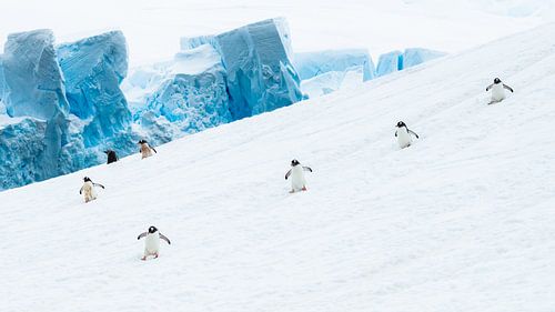 Les manchots papous sur la pente glacée de l'Antarctique