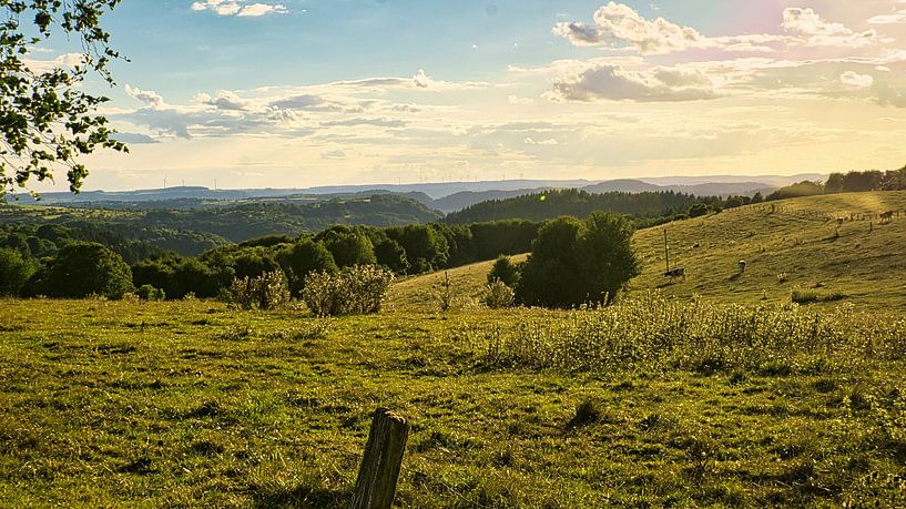 A sunny day in Saarland with a view across meadows into the valley. Cow in the meadow. by Martin Köbsch