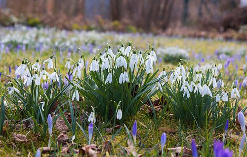 Sneeuwklokjes en krokussen in de tuin