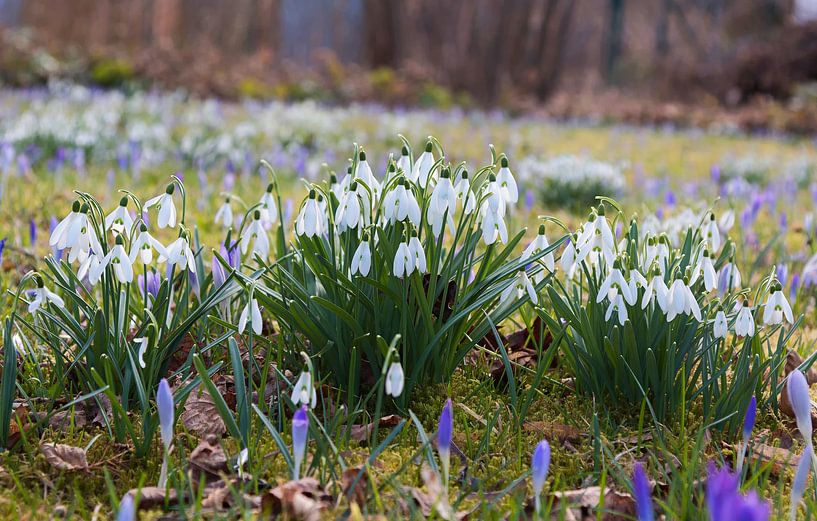 Schneeglöckchen und Krokus im Garten von SusaZoom