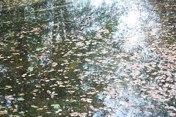 Reflexion im Herbst