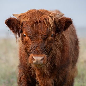 Schotse Hooglander van PeetMagneet