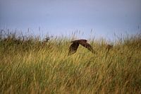 About the dunes