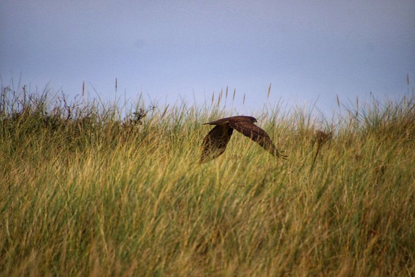 About the dunes by Annet Perdijk