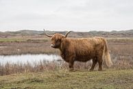 Schotse Hooglander op Texel van Dick Carlier thumbnail
