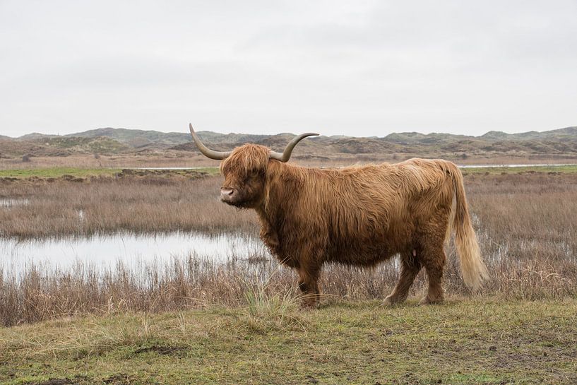 Schotse Hooglander op Texel van Dick Carlier