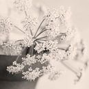 Bloemstilleven, champagne tinten van Imladris Images thumbnail