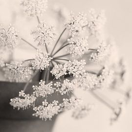 Floral Still Life, Champagne Tones by Imladris Images