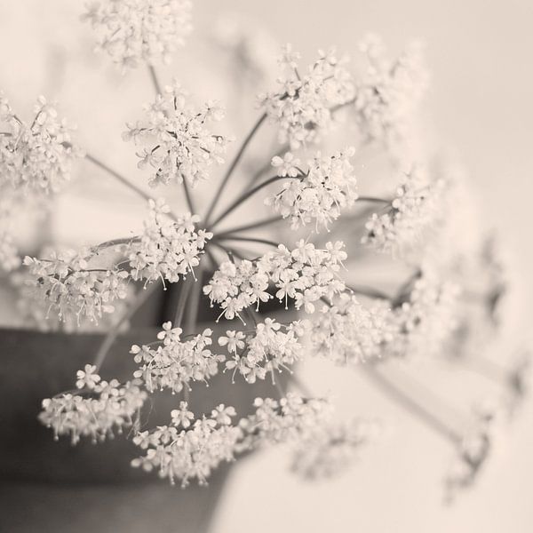Bloemstilleven, champagne tinten van Imladris Images