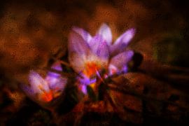 FLORE : CROCUS SOUS VERRE