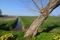 Hedikhuizen, willow in polder landscape
