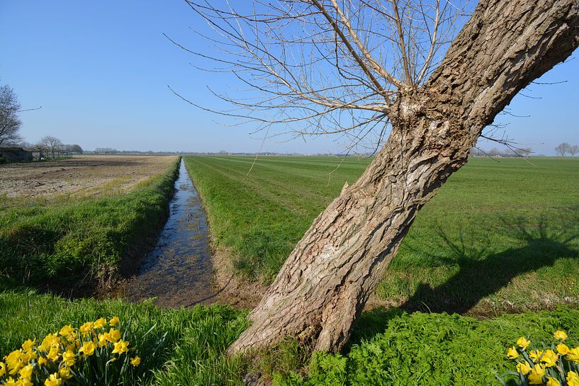 Hedikhuizen, Weide in Polderlandschaft von Hans Janssen