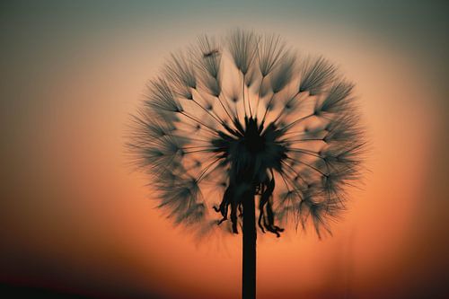 de paardenbloem in de ochtendlucht