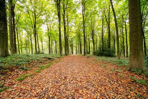 Herfst in het bos van Brakel