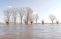 Pollard Willows bei Hochwasser