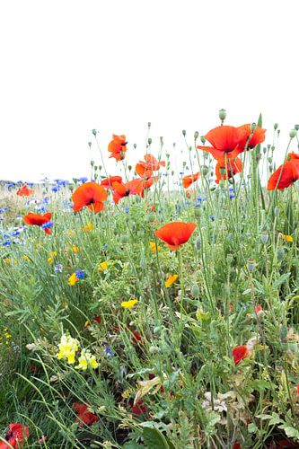 Zomerse klaprozen in Engeland.