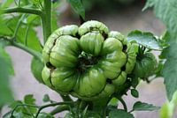 Schwarze von der Krim