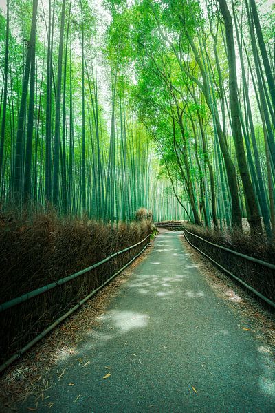 Chemin à l'intérieur de la forêt de bambous d'Arashiyama à Kyoto, Japon par Stefano Orazzini
