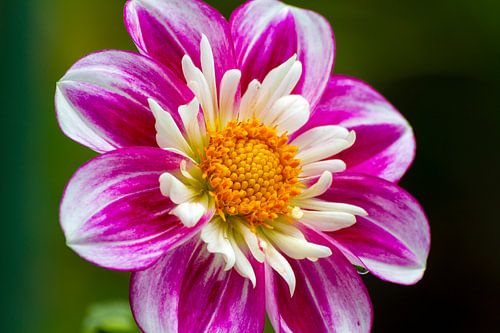 Bloem