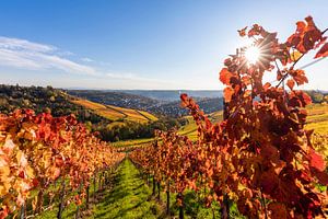 Weinberge bei Stuttgart-Rotenberg im Herbst von Werner Dieterich