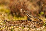 Adder par Margreet Frowijn Aperçu