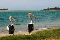 Pelican pair