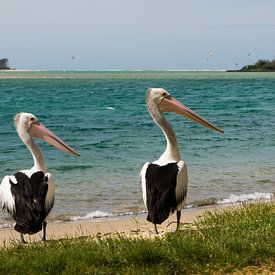 Pelikanen paar van Ludo Marrink