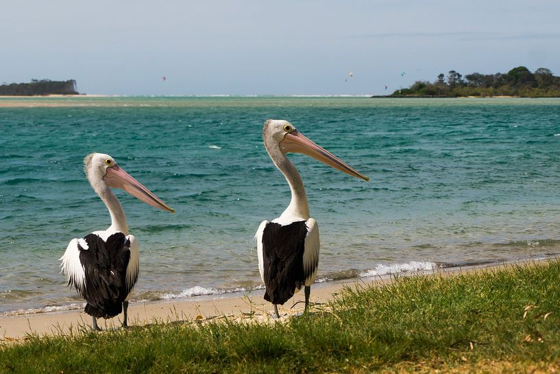Pelican pair by Ludo Marrink