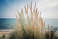 Sylt - Beach Grass and the North Sea par Alexander Voss Aperçu