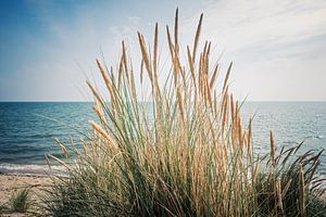 Sylt - Beach Grass and the North Sea van Alexander Voss
