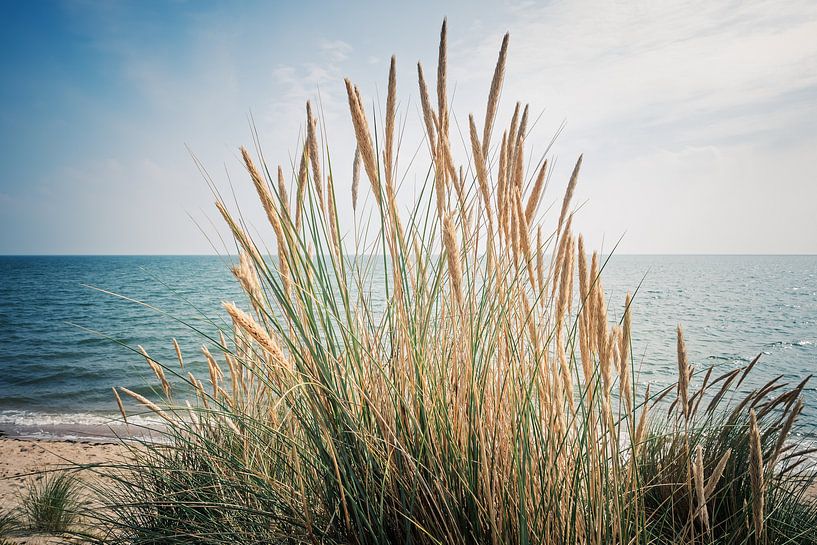 Sylt - Beach Grass and the North Sea par Alexander Voss