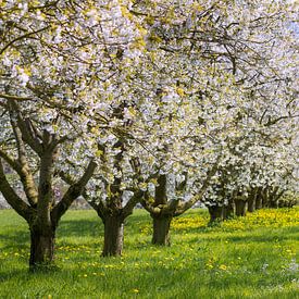 Cherry trees in bloom by Daniela Beyer