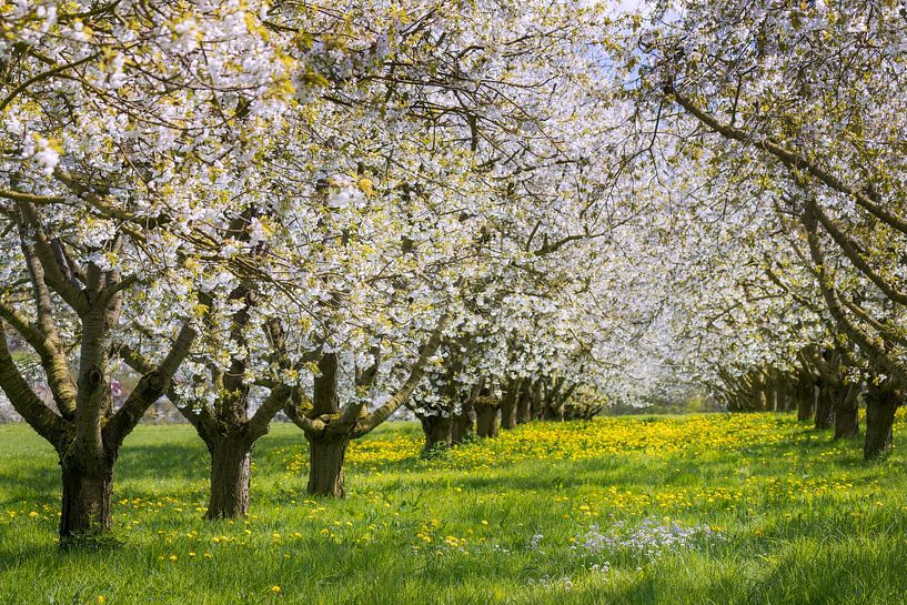 Cherry trees in bloom by Daniela Beyer