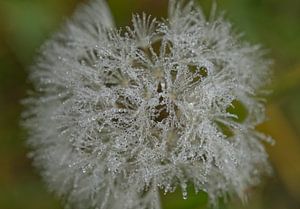 Löwenzahn Puffball mit Morgentau auf Hellgrün