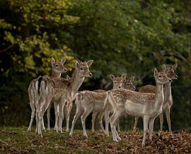 herten by Nicole Jenneskens