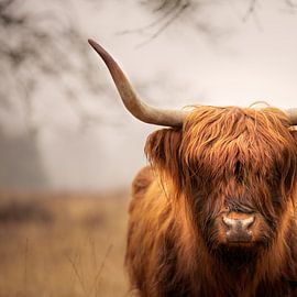 Schottischer Highlander von GoWildGoNaturepictures