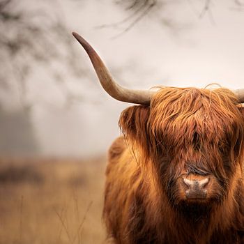 Scottish Highlander