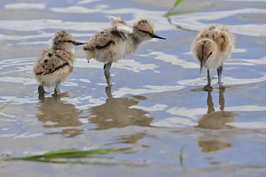 Avocette à bec bigarré avec son jeune