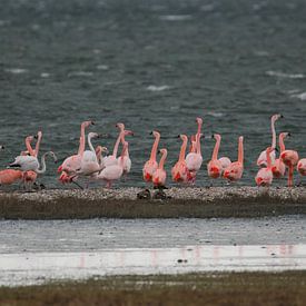 flamingo's 9 by Marloes van der Beek-Rietveld