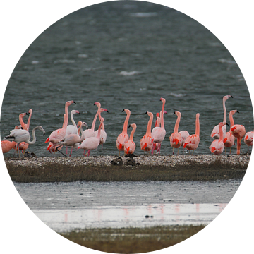 flamingo's 9 van Marloes van der Beek-Rietveld