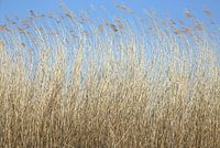 Noisy reed