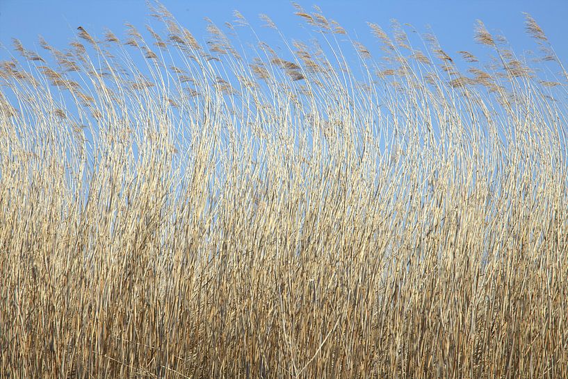 Anches bruyantes par Jeroen Niemeijer
