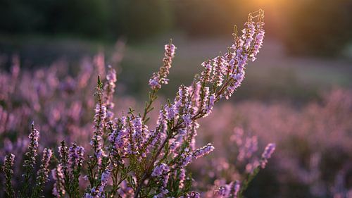 Calluna