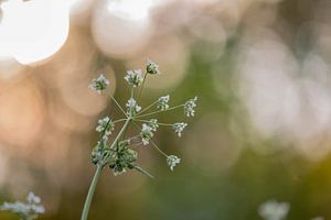 sunny wild plant by Tania Perneel