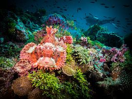 scorpion et plongeur