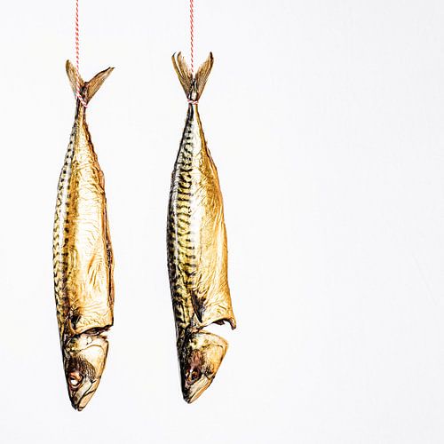 Maquereaux suspendus sur un fond blanc