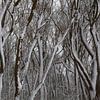Des arbres enneigés. sur Vanessa D.
