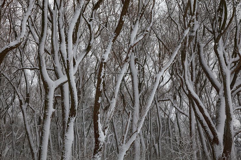 Besneeuwde bomen. van Vanessa D.