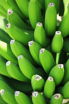 Bananen vers aan de boom van Photo Pim