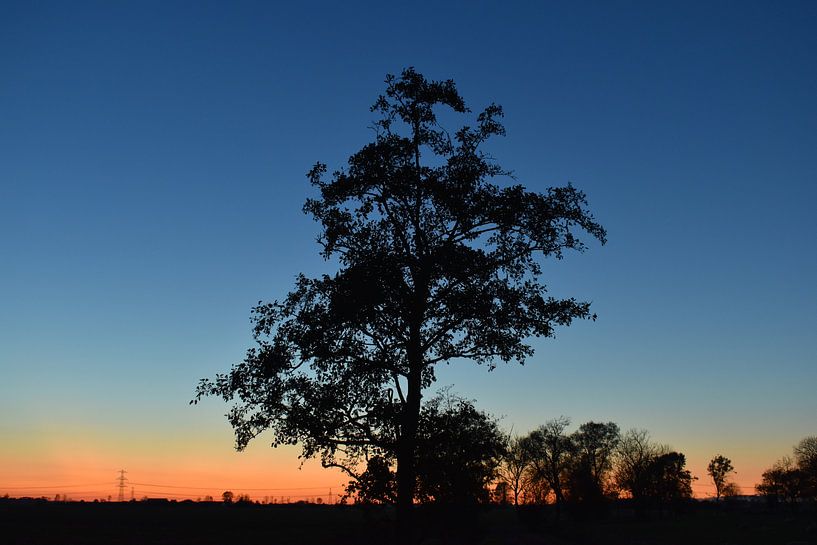 Lonely Tree van Johanna Varner